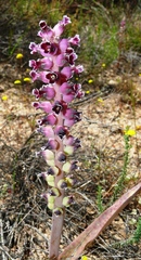 Lachenalia membranacea