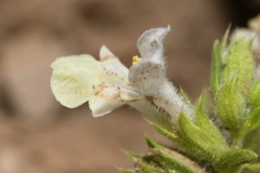 Stachys annua