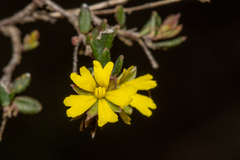 Hibbertia empetrifolia radians