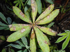 Septoria kaznowskii