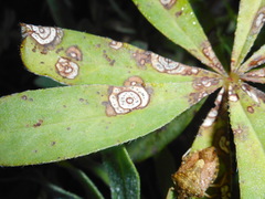 Septoria kaznowskii