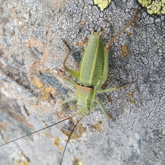 Ephippiger terrestris