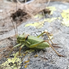 Ephippiger terrestris