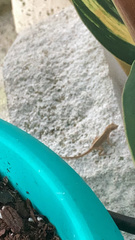 Anolis sagrei