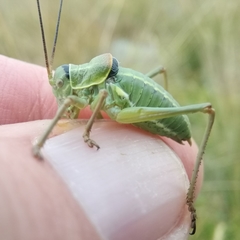 Ephippiger terrestris