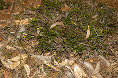Hibbertia empetrifolia radians