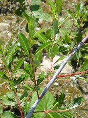 Salix daphnoides