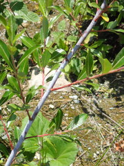 Salix daphnoides