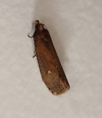 Cryptaspasma sordida