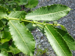 Salix appendiculata