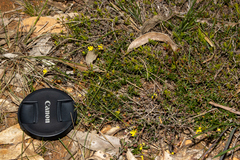 Hibbertia empetrifolia radians