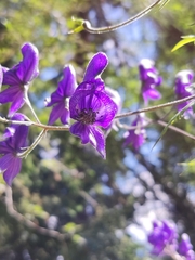 Aconitum degenii