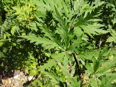Aconitum degenii