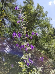 Aconitum degenii