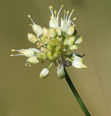 Allium ericetorum