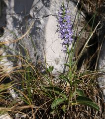 Veronica barrelieri