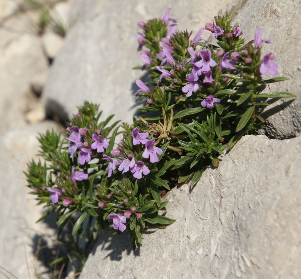 Satureja subspicata