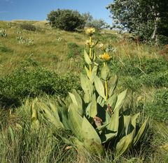 Gentiana lutea symphyandra