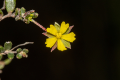 Hibbertia empetrifolia radians