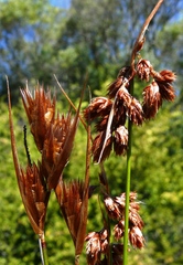 Thamnochortus bachmannii