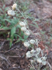 Artemisia jacutica
