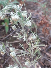 Artemisia jacutica