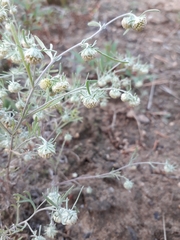 Artemisia jacutica
