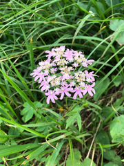 Heracleum austriacum siifolium