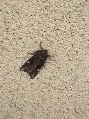 Neumichtis