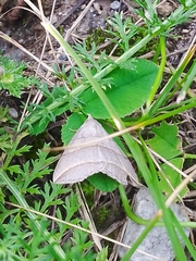 Colobochyla salicalis
