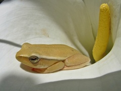 Hyperolius horstockii