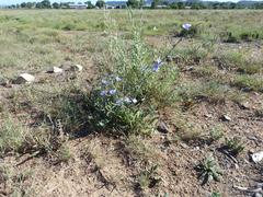 Cichorium intybus intybus