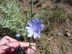 Cichorium intybus intybus