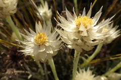 Syncarpha speciosissima