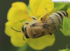 Colletes alini