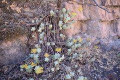 Sedum treleasei