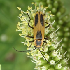 Chauliognathus scutellaris