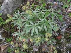 Alchemilla sericea