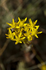 Petrosedum orientale