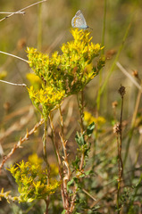 Petrosedum orientale