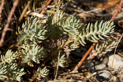 Petrosedum orientale