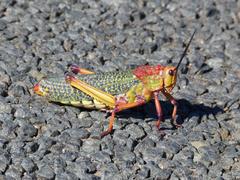 Phymateus morbillosus morbillosus