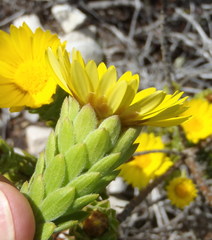 Oedera calycina
