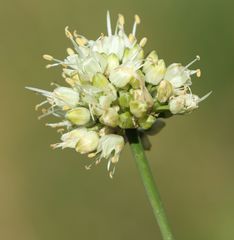 Allium ericetorum