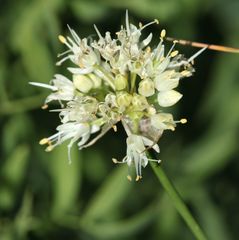 Allium ericetorum