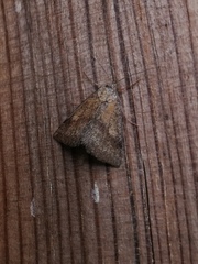 Phytometra sanctiflorentis