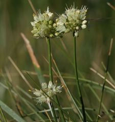 Allium ericetorum
