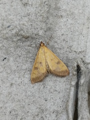 Mecyna trinalis