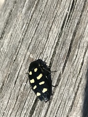 Buprestis octoguttata