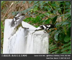 White-Winged Magpie photo 2